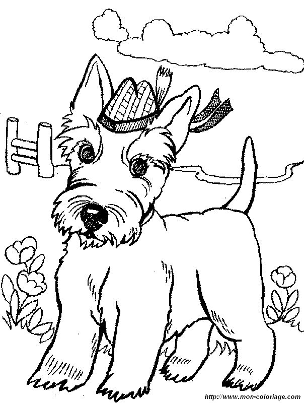 scottish terrier avec chapeau 